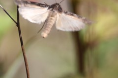 Actebia fennica