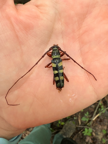 Six-banded Longhorn Beetle photo 2