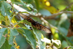 Limenitis arthemis arizonensis
