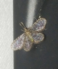 Nallachius americanus