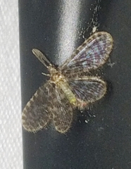 Nallachius americanus