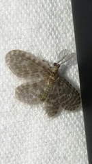 Nallachius americanus