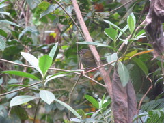 Chlorospingus semifuscus