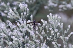 Physocephala sagittaria