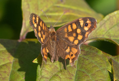 Pararge aegeria aegeria