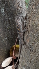 Enyalius capetinga