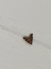 Hymeniini
