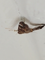 Hymeniini