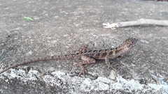 Enyalius capetinga