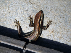 Trachylepis gravenhorstii