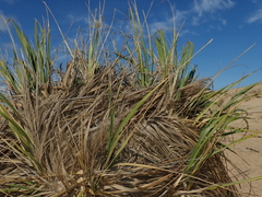 Austroderia splendens