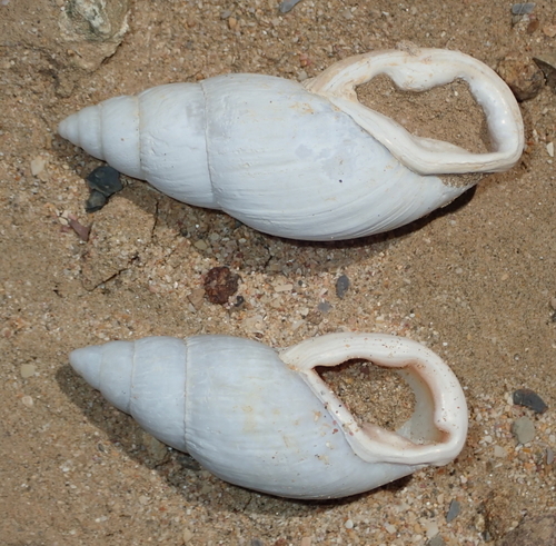 Placostylus ambagiosus ambagiosus, 2019-09-28