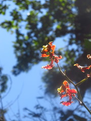 Cyrtochilum serratum