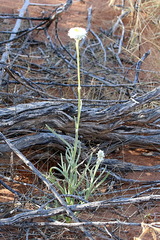 Polycalymma stuartii