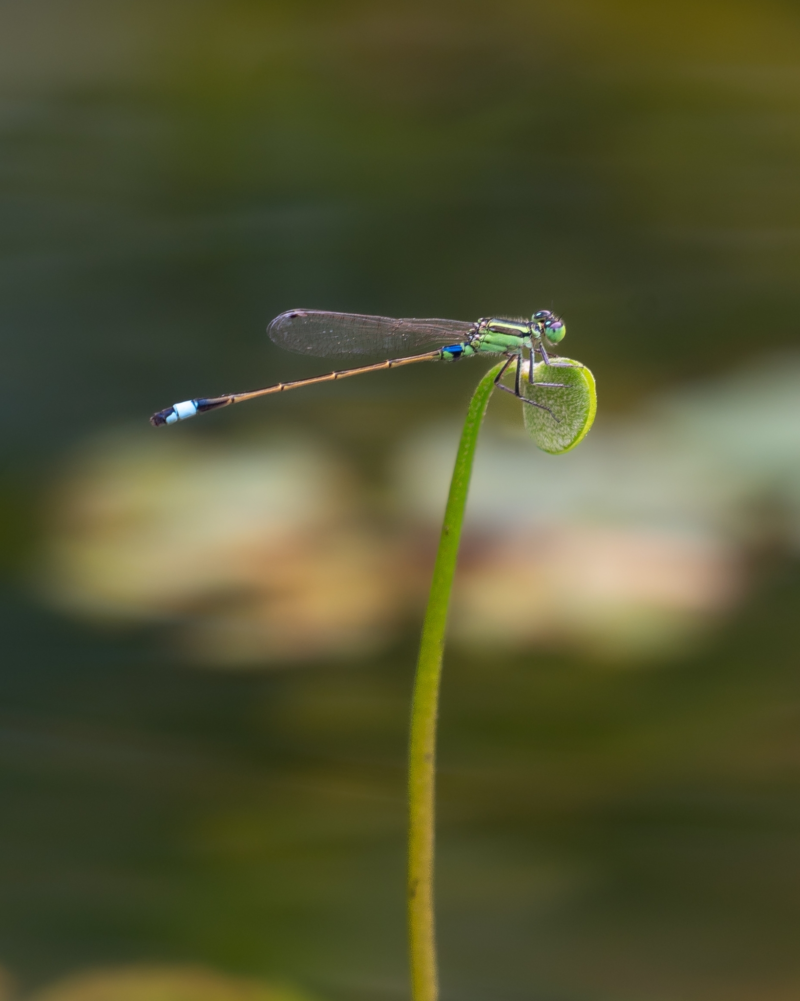 Tropical Bluetail