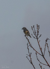 Carduelis carduelis