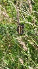 Chlosyne lacinia