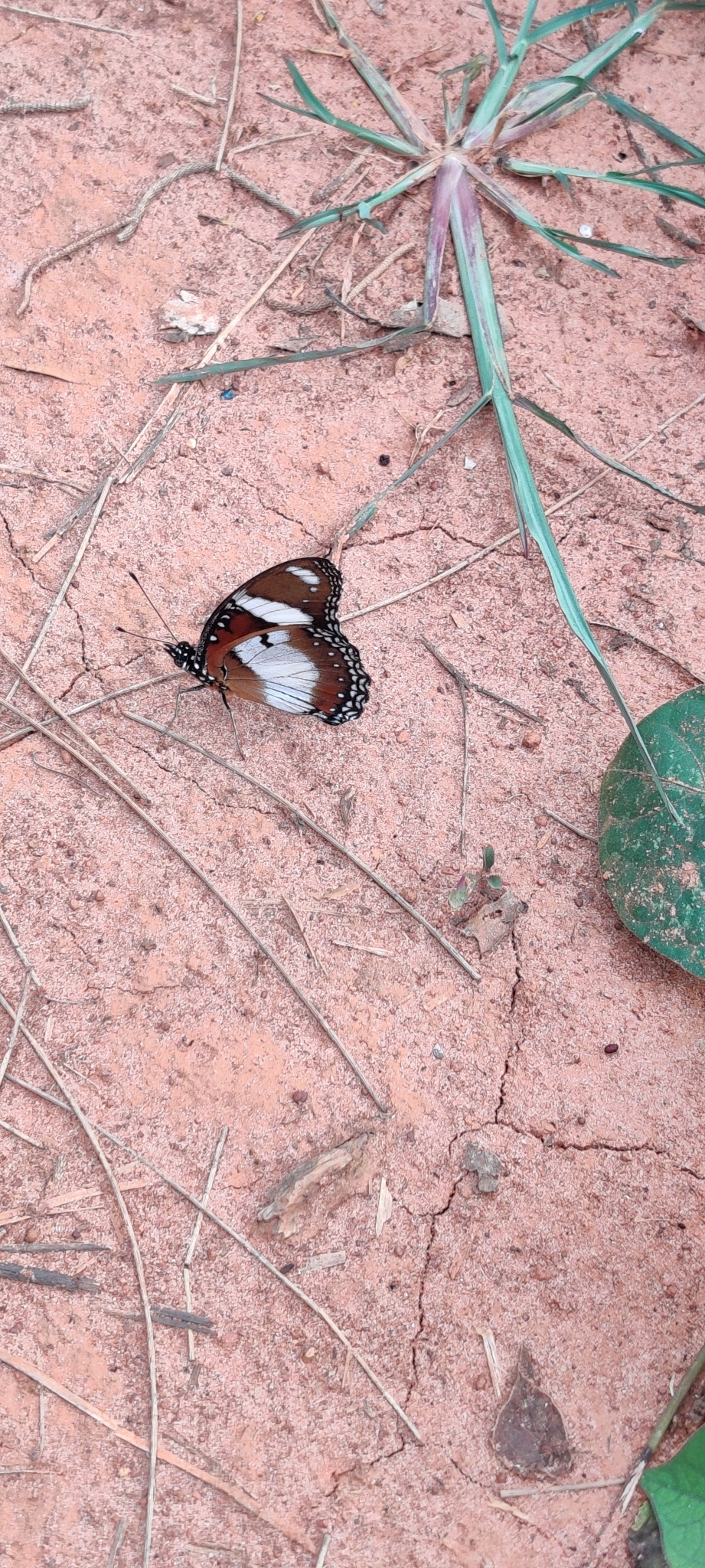 Danaid Eggfly