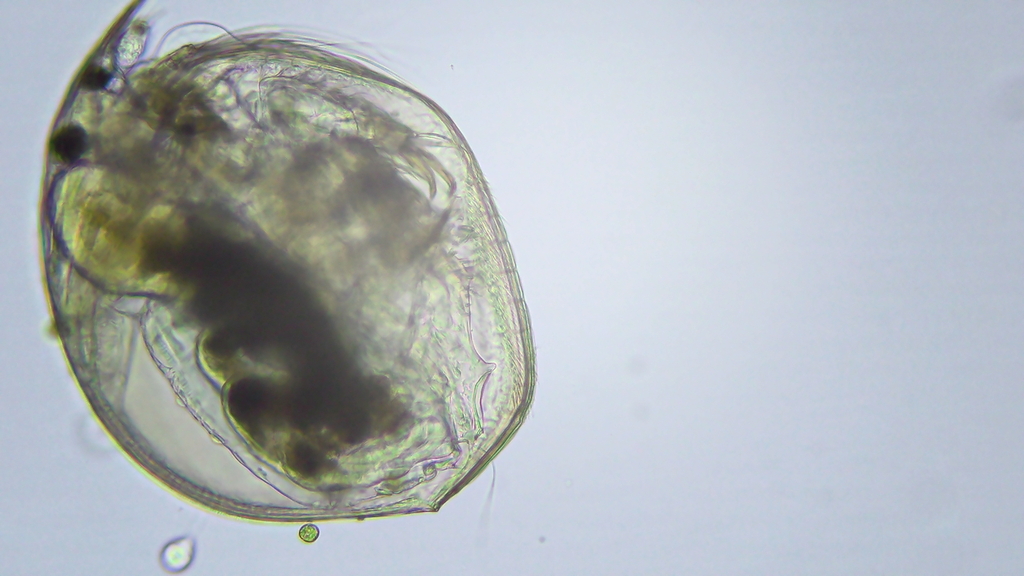 common ball waterflea