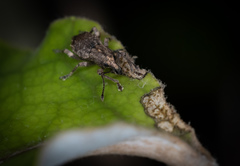 Chalepistes compressus