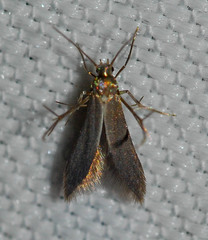 Schreckensteinia erythriella