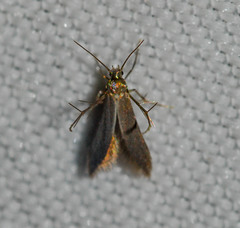 Schreckensteinia erythriella