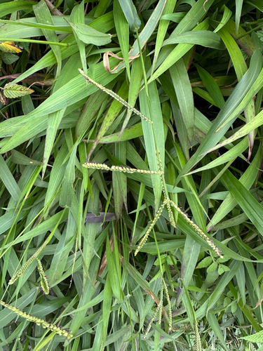 Paspalum mandiocanum observed 2025-06-29