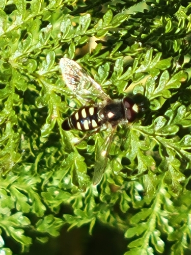Unknown species found near Idaho, US