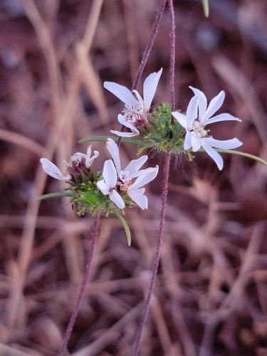 Butte County western rosinweed (Calycadenia oppositifolia)
