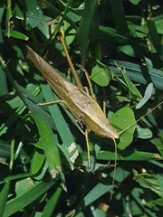 Neoconocephalus robustus