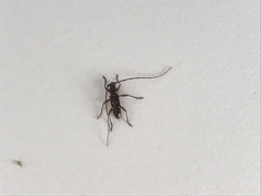 Ambonus interrogationis