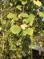 Populus tremuloides