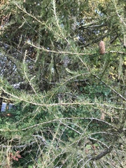 Larix laricina