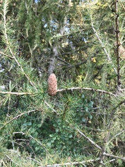 Larix laricina