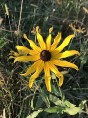Rudbeckia hirta
