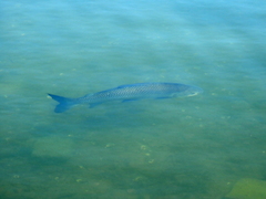 Prochilodus lineatus