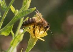 Apis mellifera