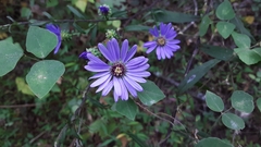 Symphyotrichum retroflexum