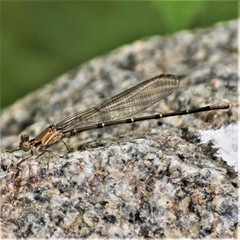 Argia apicalis