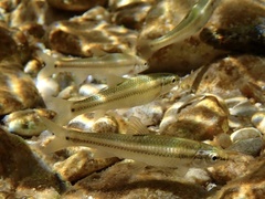 Nueces Roundnose Minnow photo 1