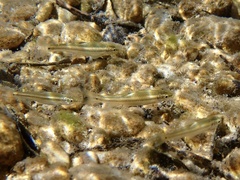 Nueces Roundnose Minnow photo 3