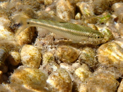 Nueces Roundnose Minnow photo 4