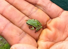 Hyla euphorbiacea