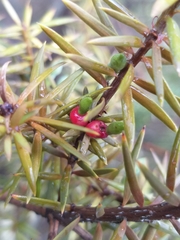 Podocarpus acutifolius