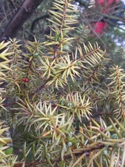 Podocarpus acutifolius