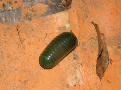 Zoosphaerium neptunus