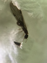 Insecta