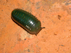 Zoosphaerium neptunus