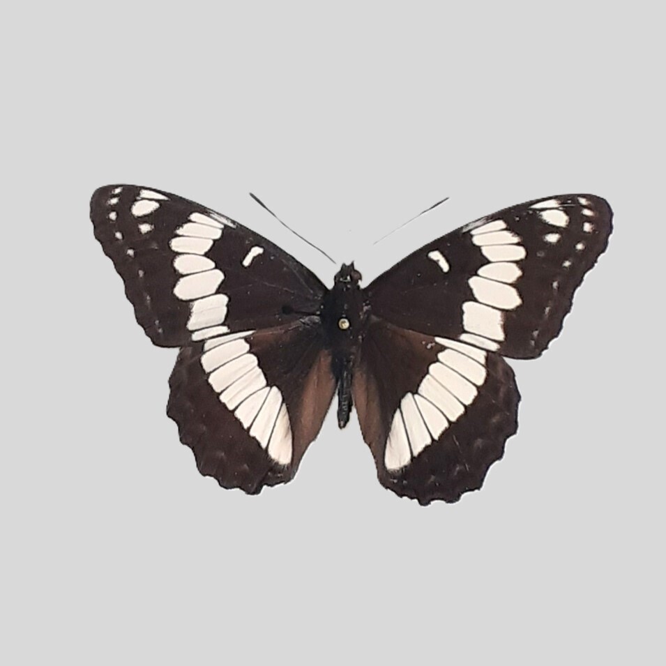 Weidemeyer's Admiral