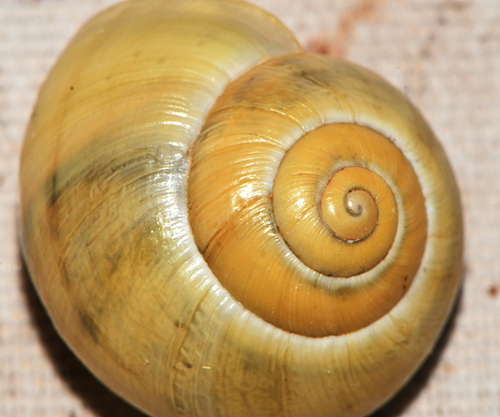 Cepaea